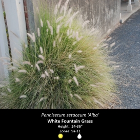 pennisetum_setaceum_white_fountain