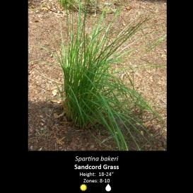 spartina_bakeri_sand_cord_grass
