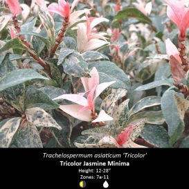 trachelospermum_asiaticum_tricolorjasmine
