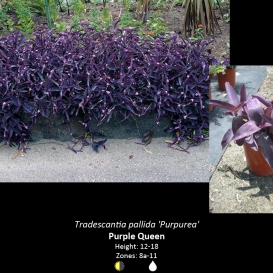 tradescantia_pallida_purpurea_or_purple_queen