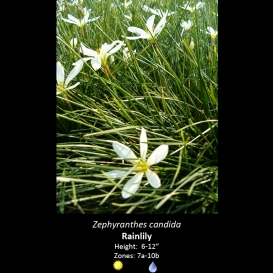zephyranthes_candida_rain_lilly