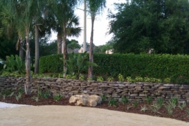 retaining_wall_with_palm
