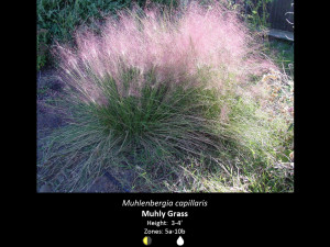 Muhlenbergia capillaris